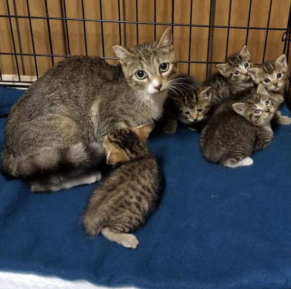 guy rescues cats