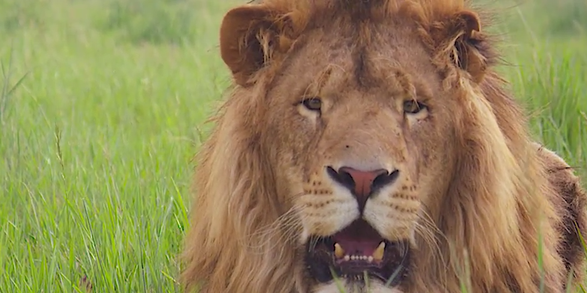 Lion Who Was Once A Pet Is So Happy In His New Home - Videos - The Dodo