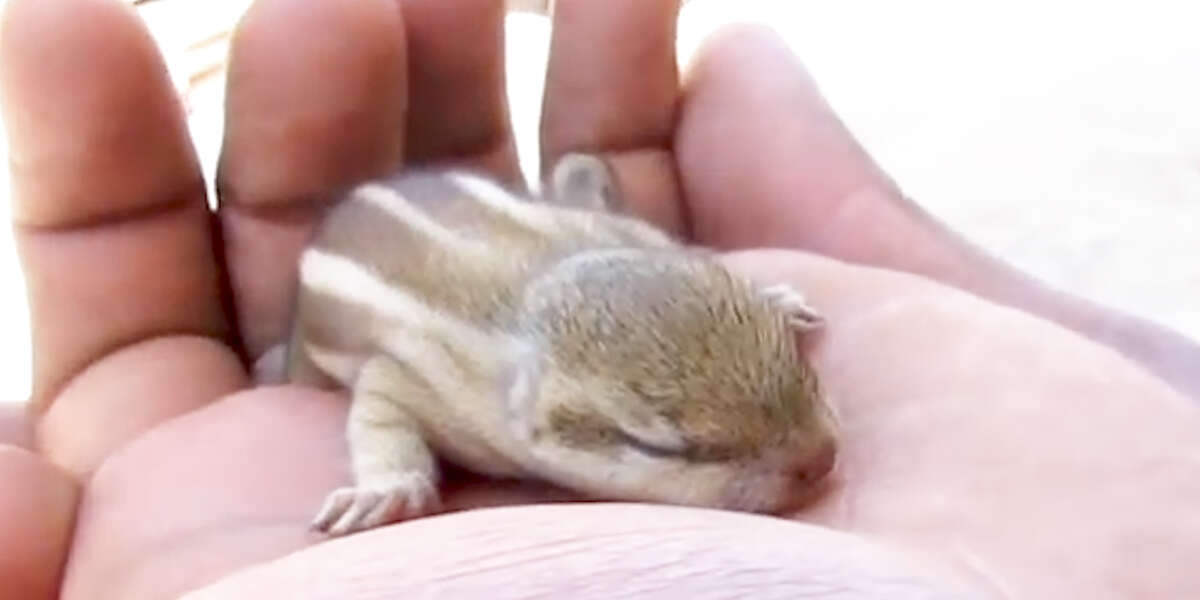 Rescuers Return Baby Chipmunk To His Nest After He Falls - Videos - The