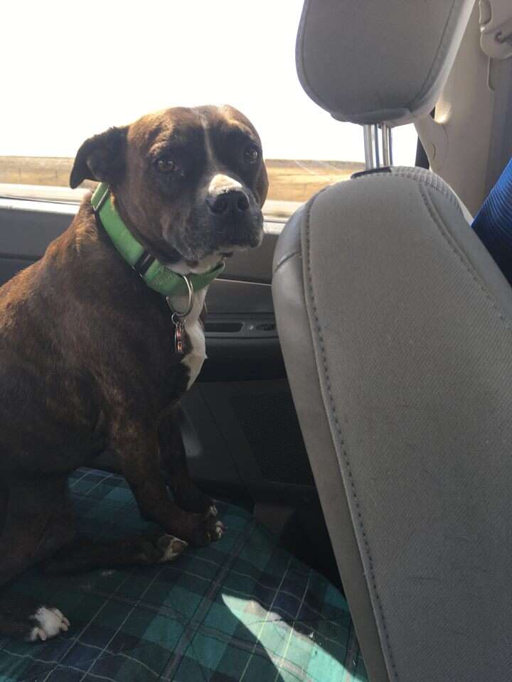 dog in backseat of car
