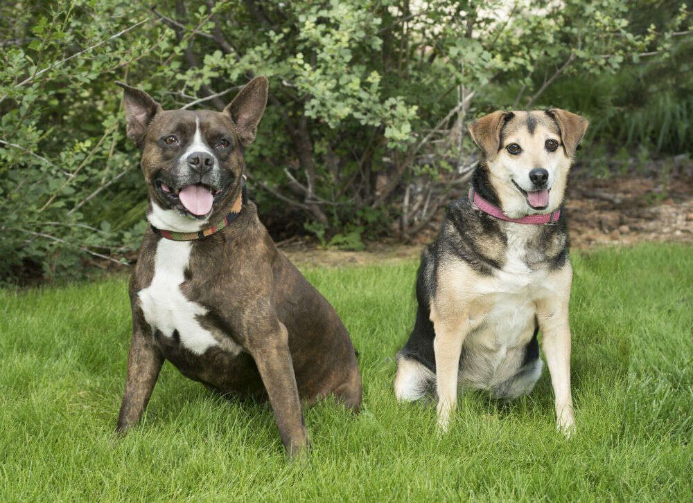 two dogs posing in field