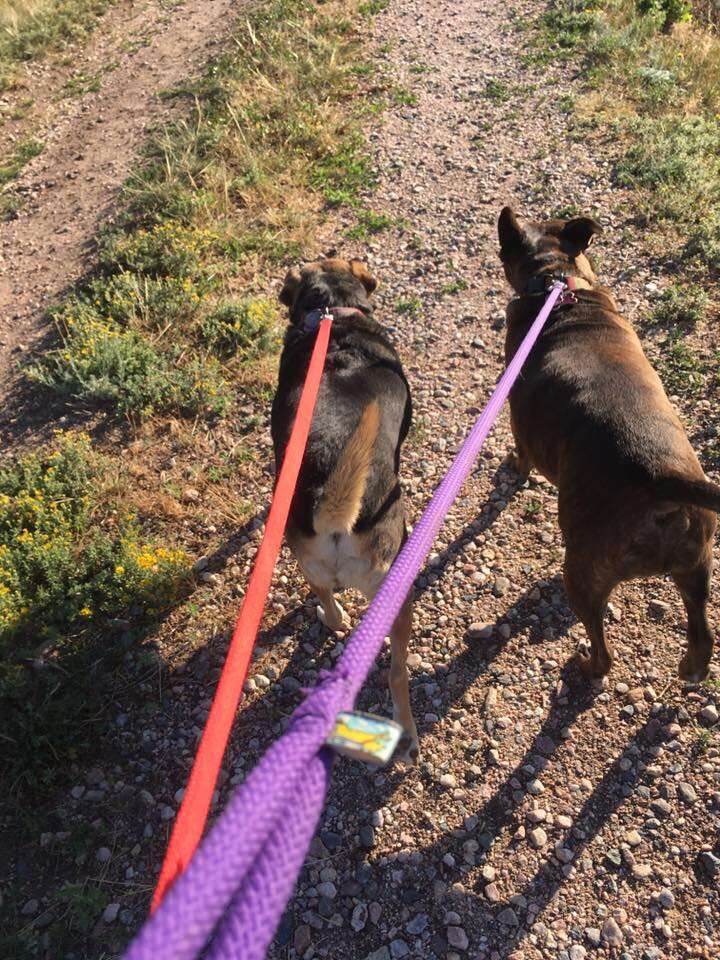 two dogs walking