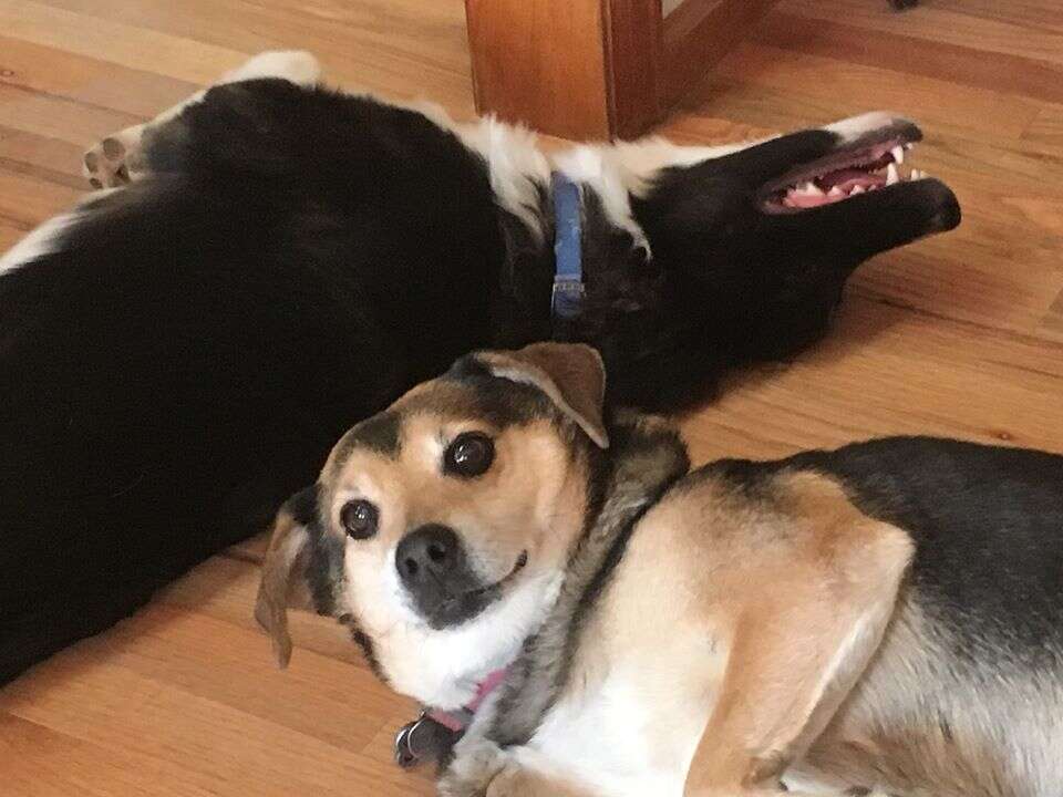 dog laying on other dog