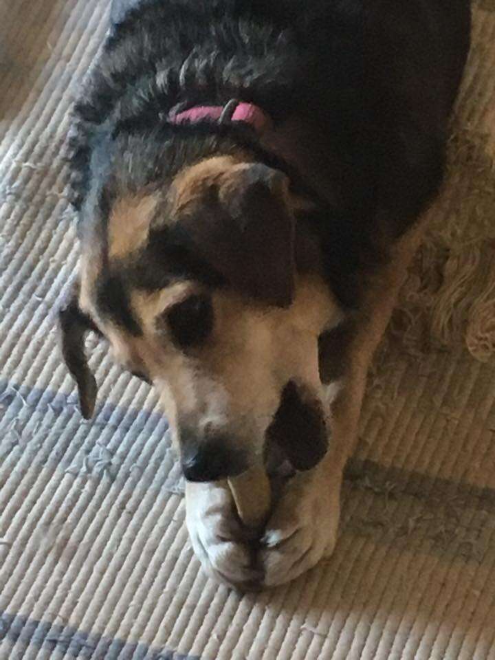 dog eating toy bone
