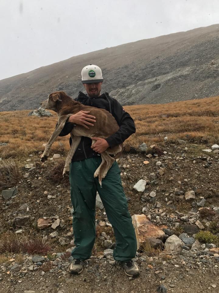 Hikers Rescue Starving Dog Trapped For 6 Weeks On A Mountain The Dodo