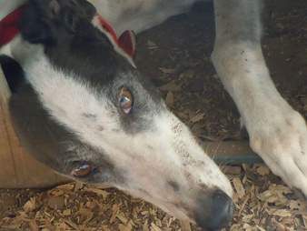 Greyhound at blood bank