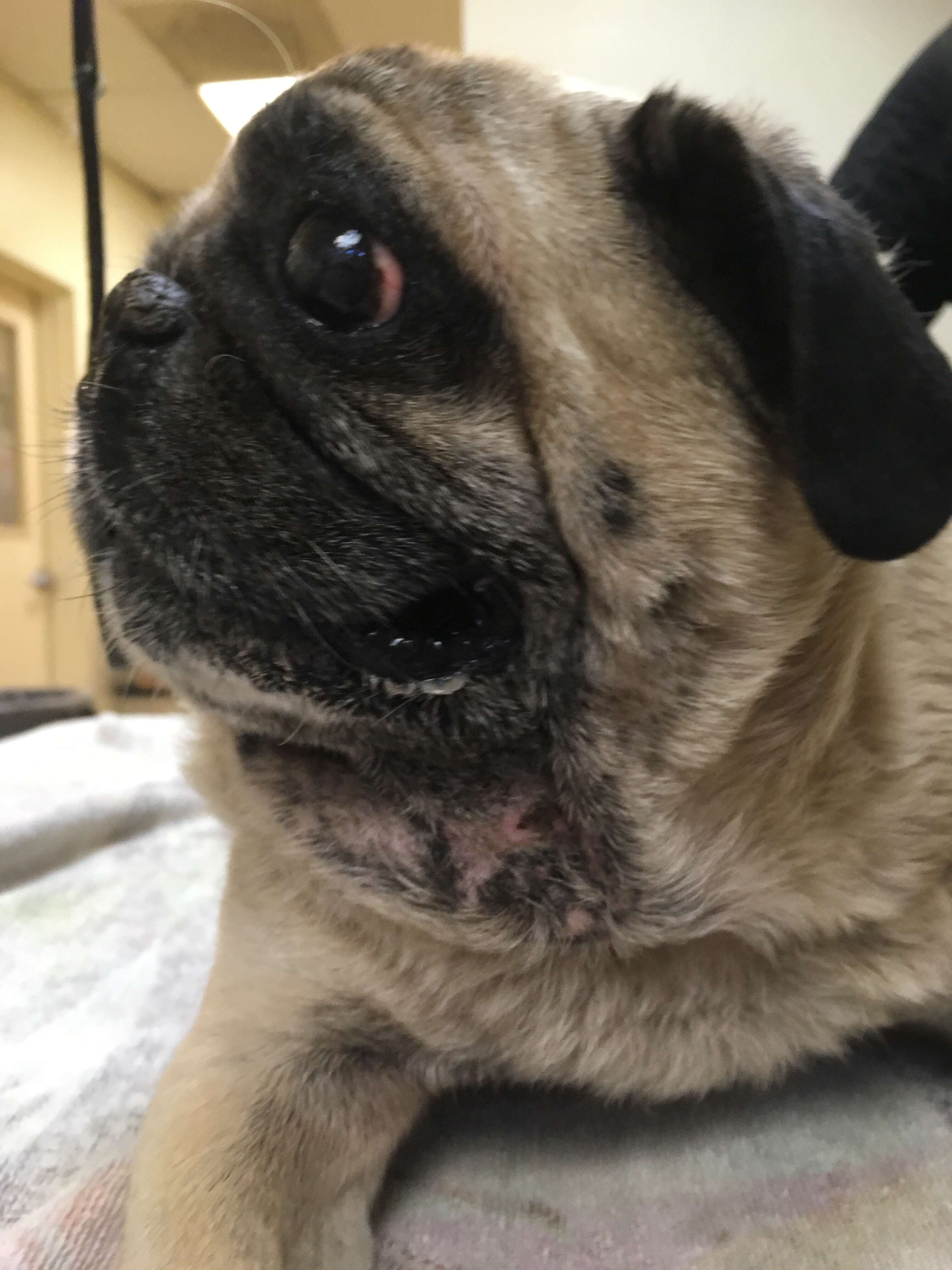 Rescued pug at vet