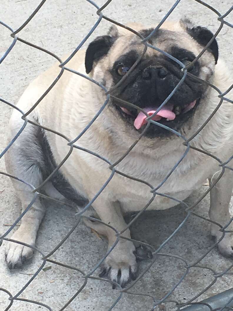 Neglected pug behind fence