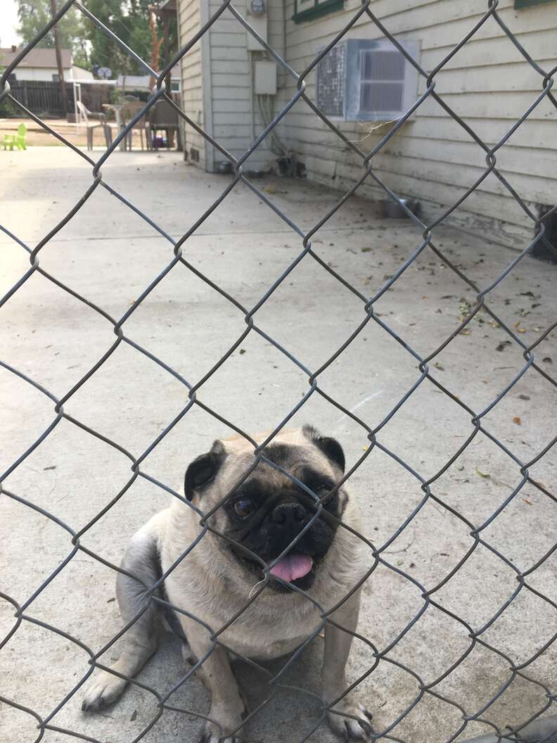 Neglected pug behind fence