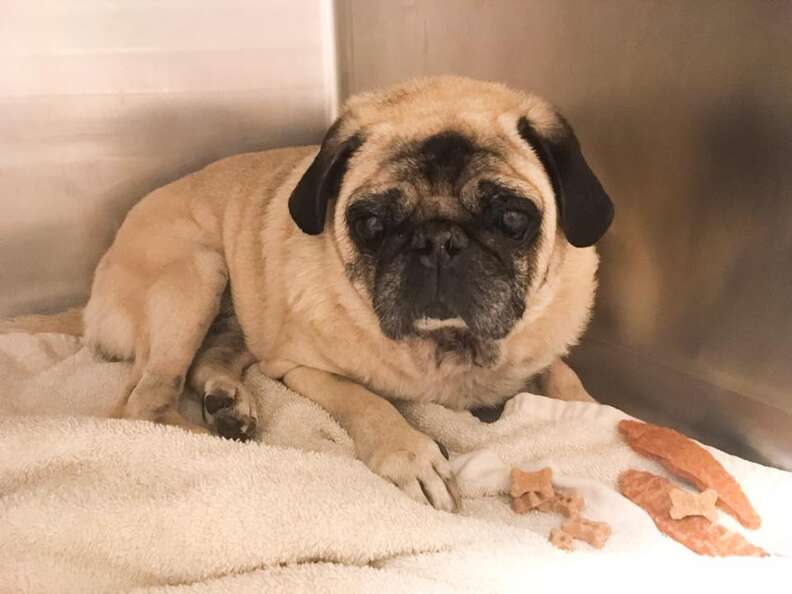 Rescued pug at vet