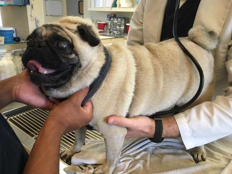 Rescued pug at vet