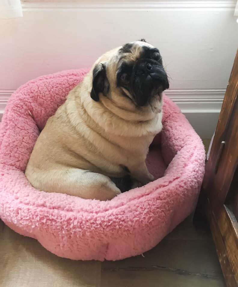 Rescued pug in pink bed