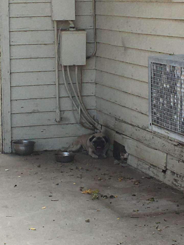 Neglected pug on concrete ground