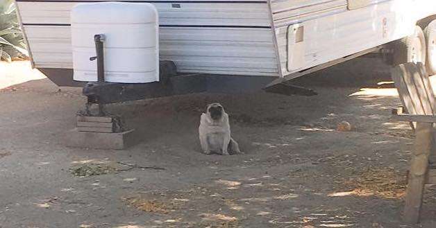 Neglected pug near trailer