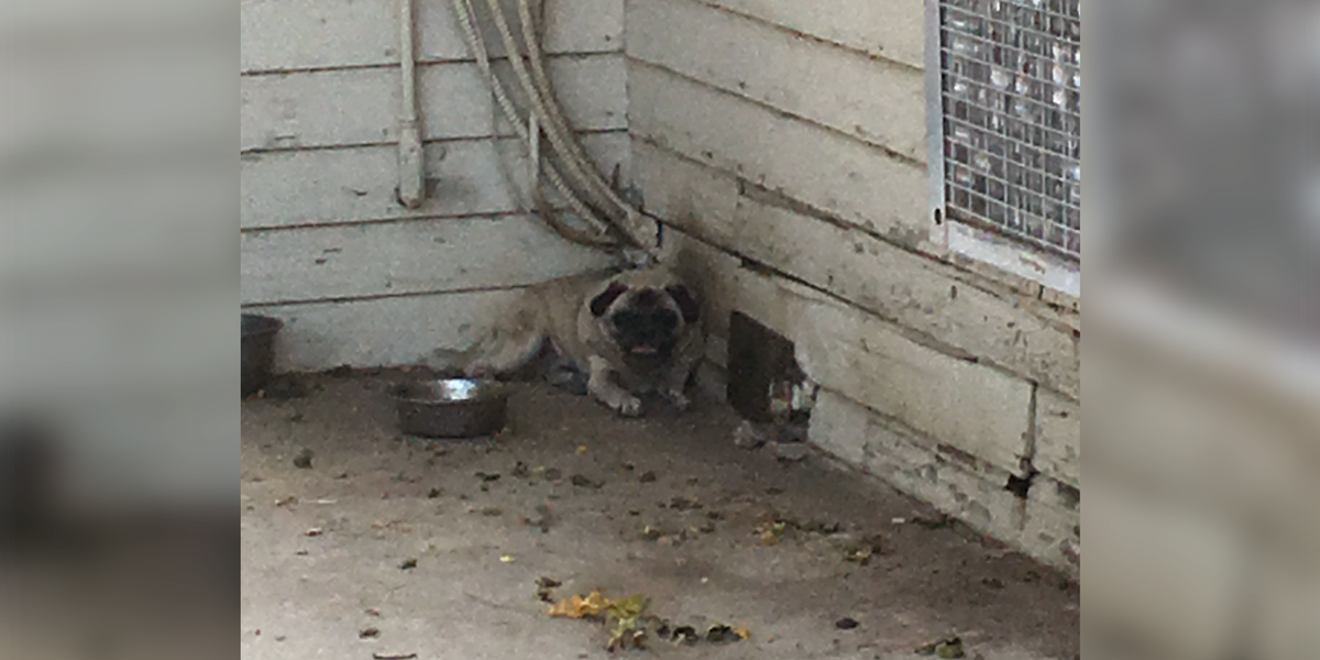 Pugs Who Lived Outside In The Scorching Heat Are Finally Safe - The Dodo