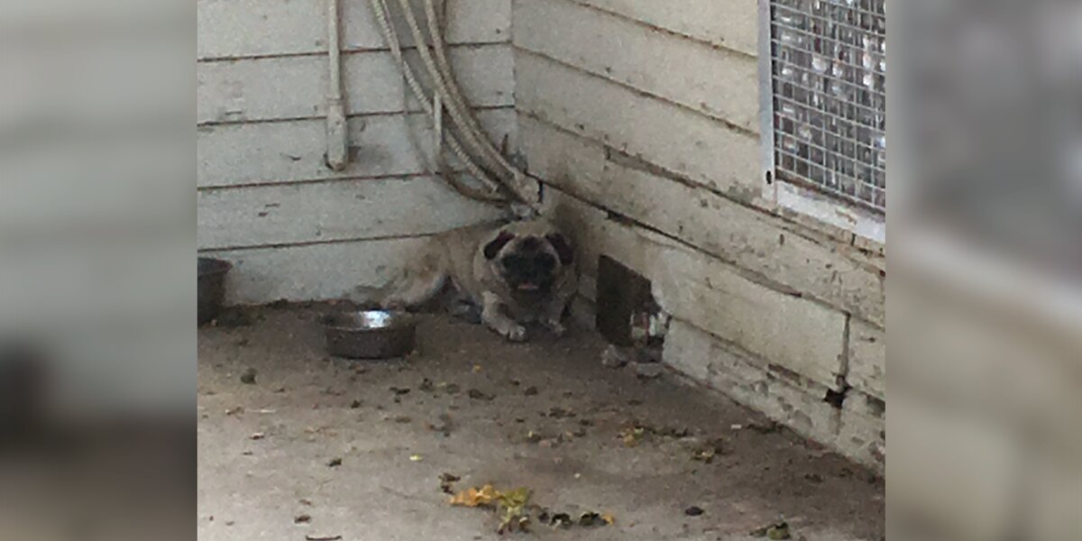 Pugs Who Lived Outside In The Scorching Heat Are Finally Safe - The Dodo