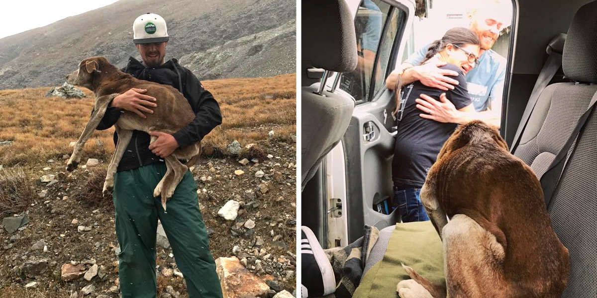 Hikers Rescue Starving Dog Trapped For 6 Weeks On A Mountain - The Dodo