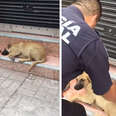 Cops Rescue Stray Puppy Too Scared To Move After Earthquake