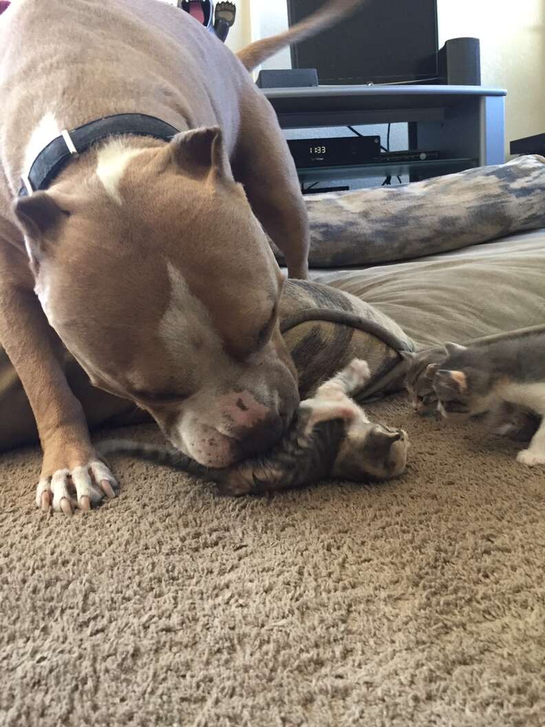 pit bull loves cats