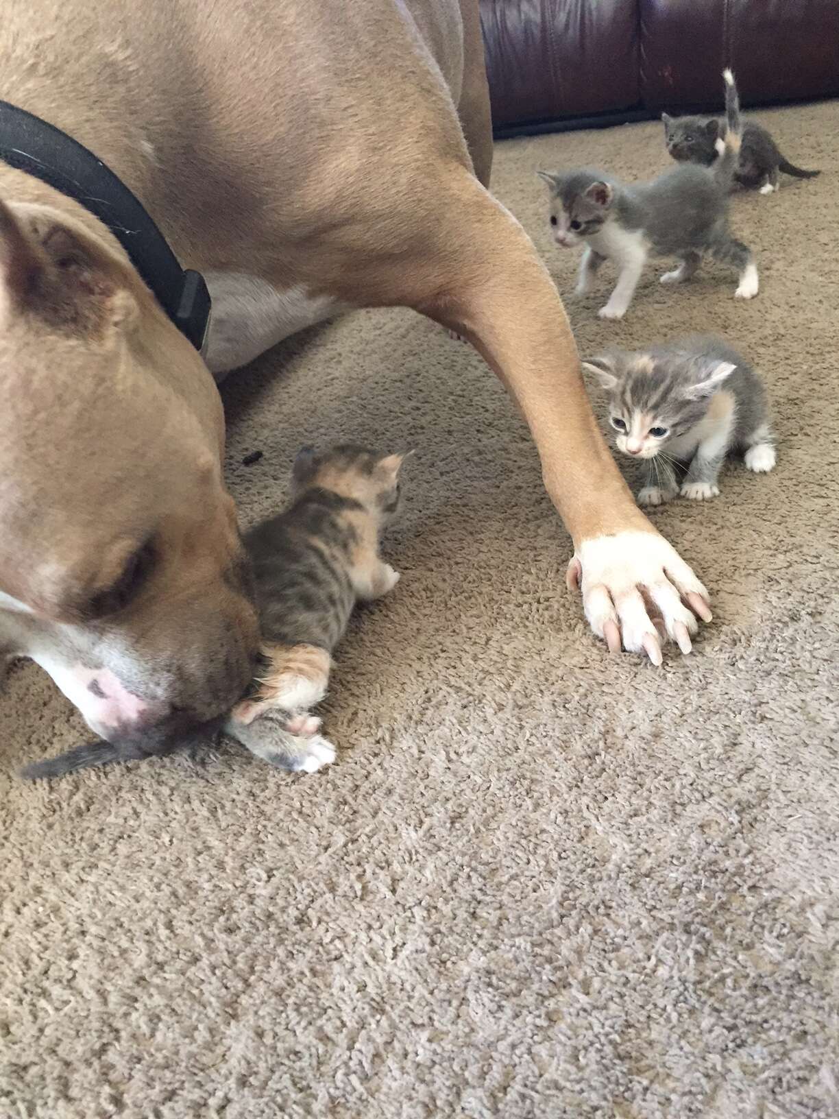 pit bull loves cats