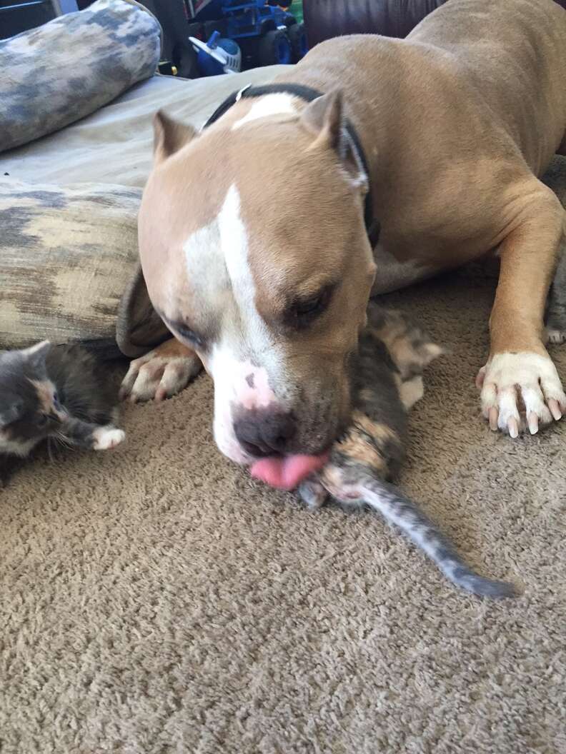 pit bull loves cats