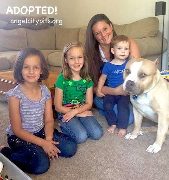 cat loving pit bull gets adopted