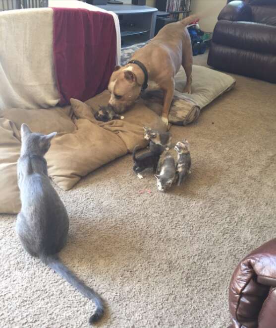 pit bull loves cats