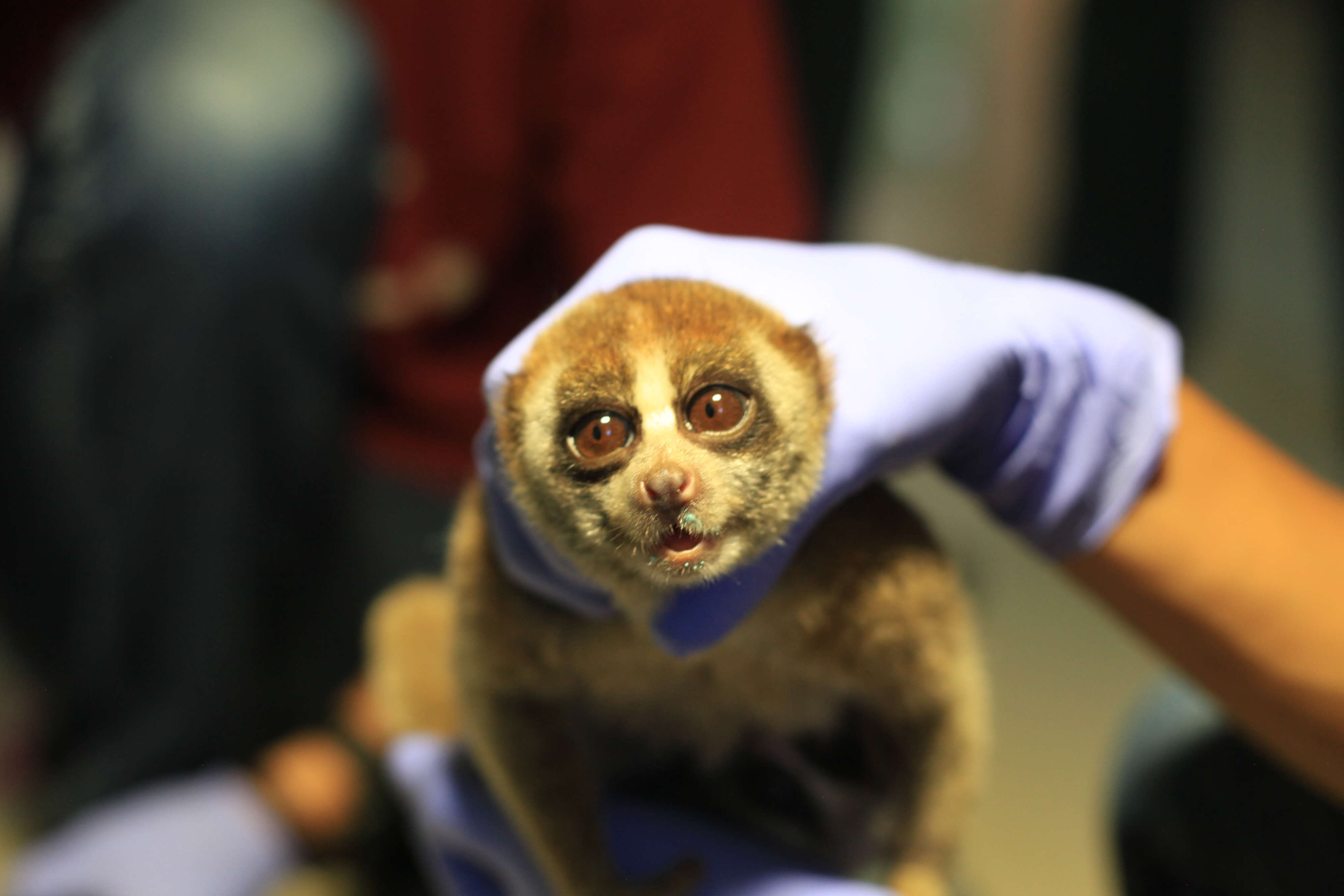 Slow loris saved from smuggler