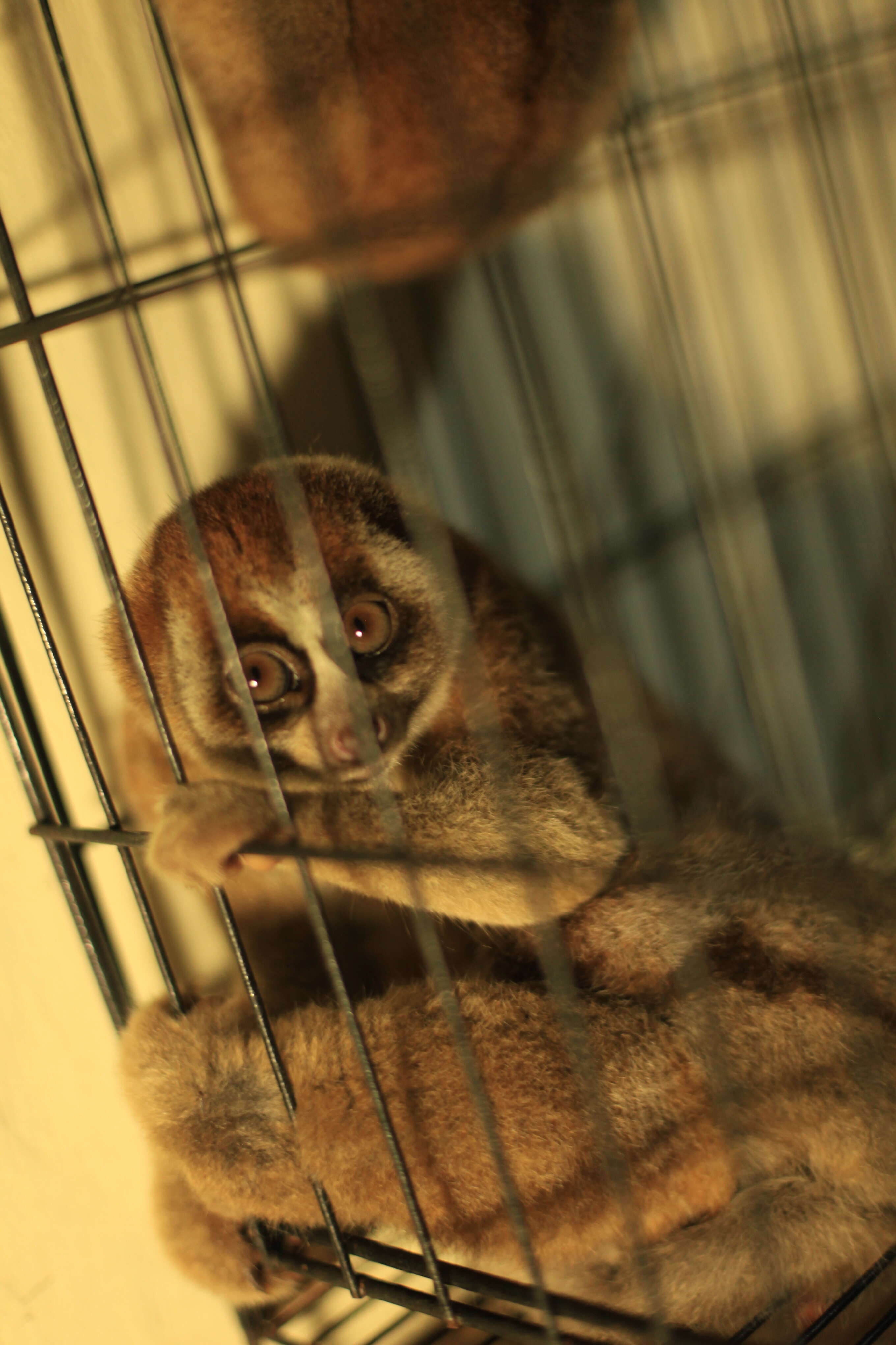 Slow loris rescued from smuggler