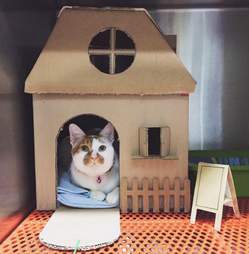Cat in fancy cardboard home