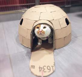 Cat in cardboard igloo