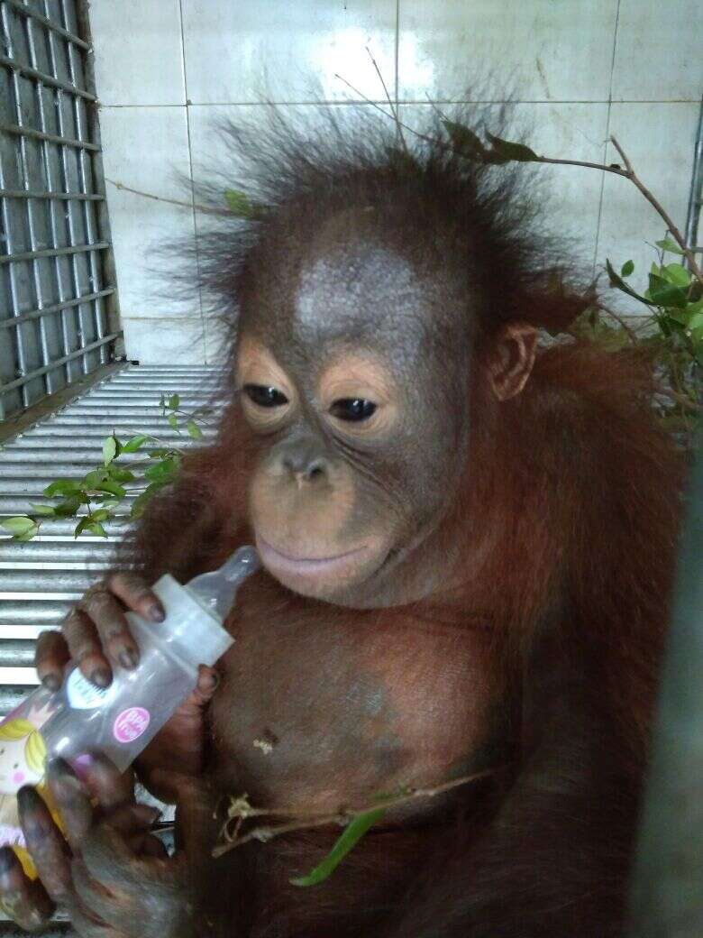 Gakkum orangutan IAR