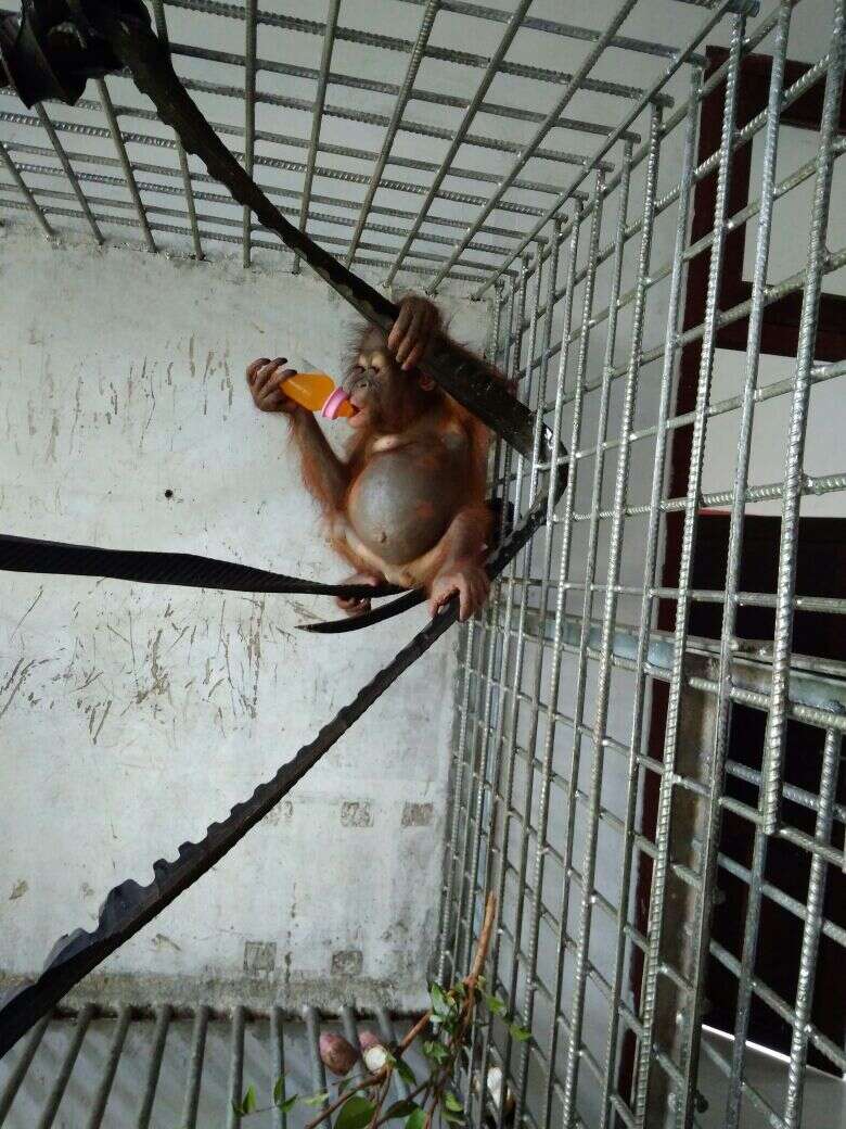 Korwas orangutan IAR