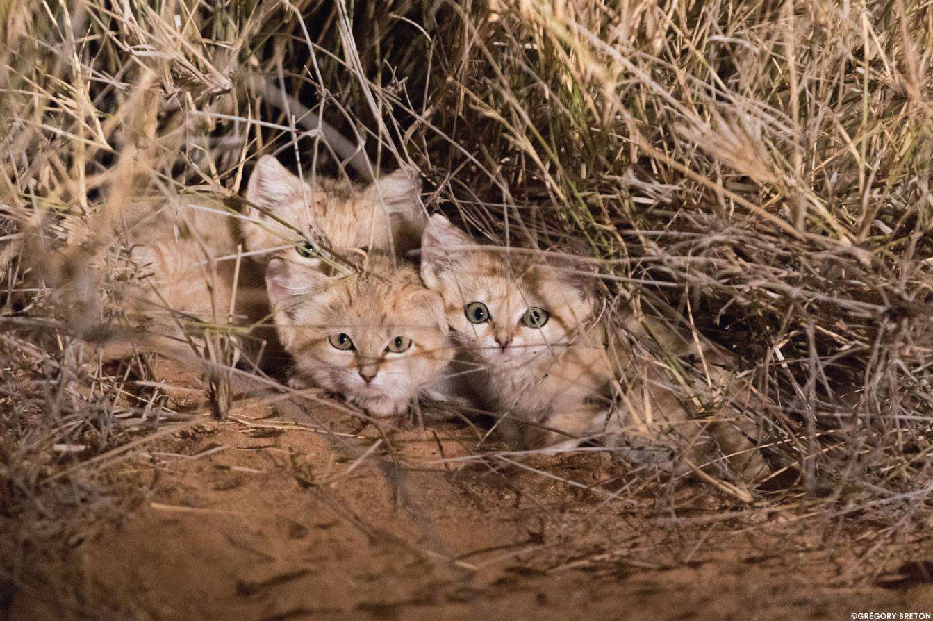 Sand cat kittens in the wild