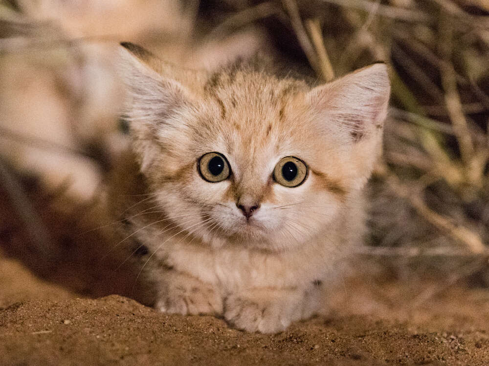 Wild sand kitten