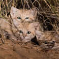 Rare Wild Kittens Were Just Caught On Camera For The First Time