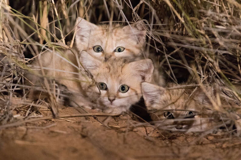 wild sand kittens north africa