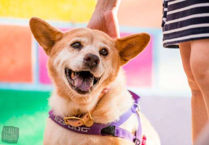 dog smiling while being pet