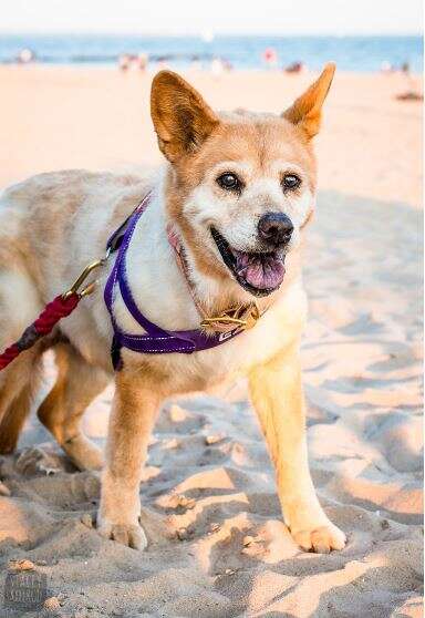 dog on the beach