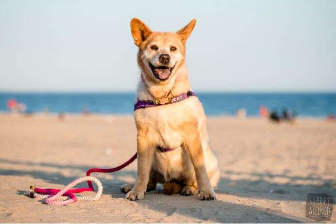 dog on beach