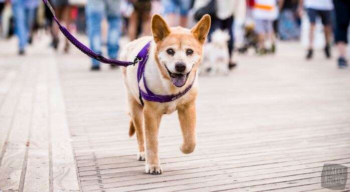 dog walking along boardwalk