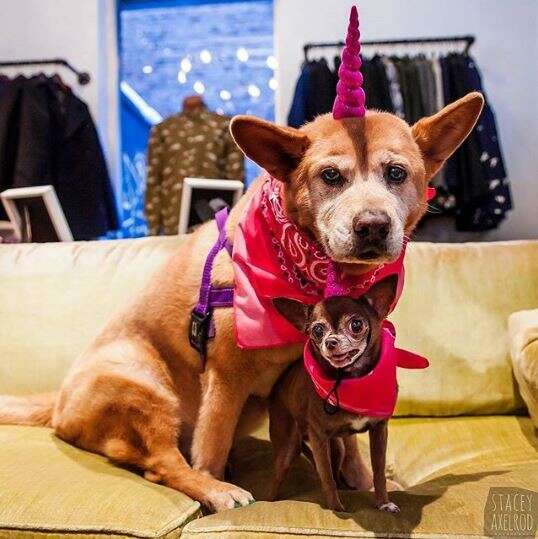 large dog with smaller dog in pink bandanas