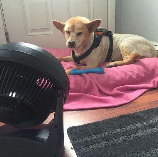 dog laying in front of fan