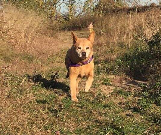 dog running in field