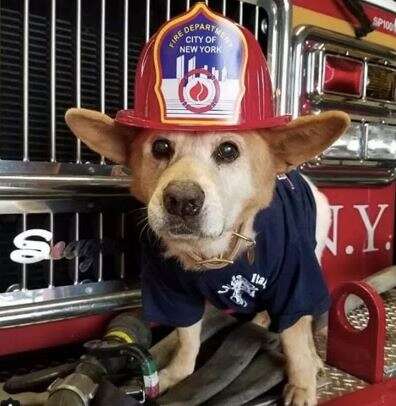 dog in fireman's hat