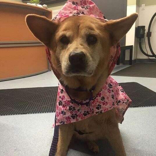 dog in rain coat