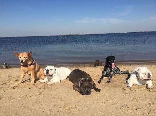 dogs on the beach