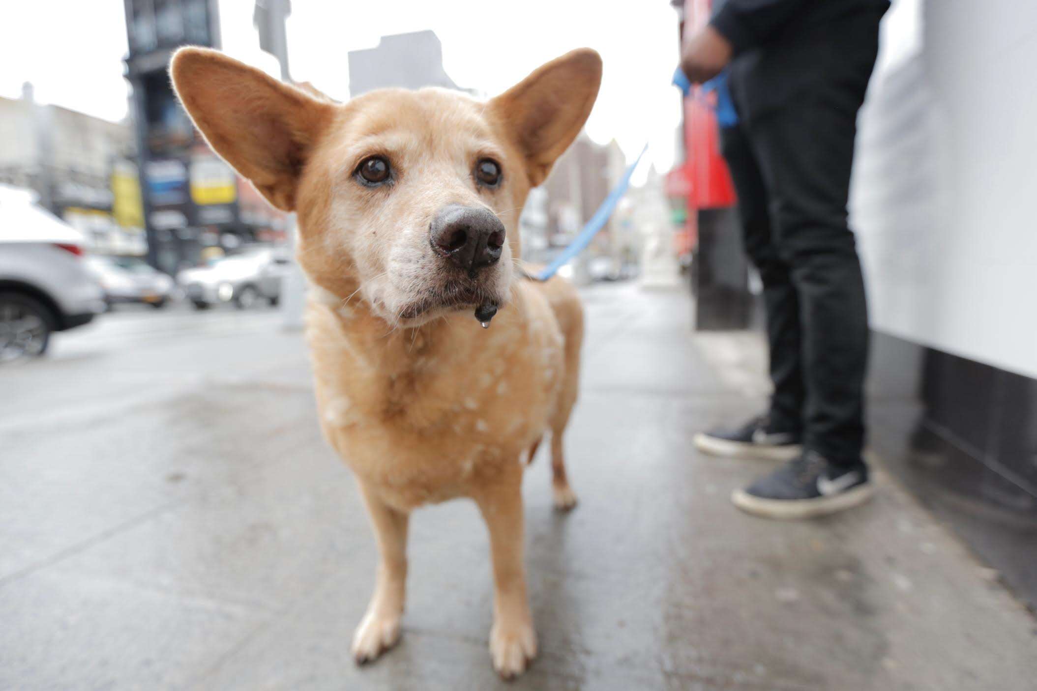 dog standing on street