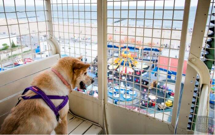 dog on ferris wheel