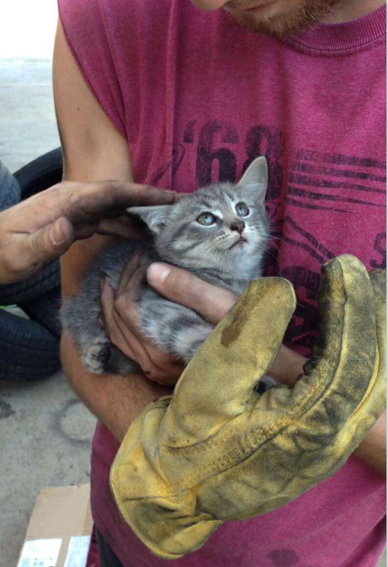 Kitten saved from car